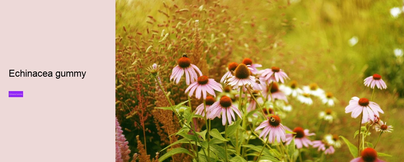 What are the pros and cons of echinacea?