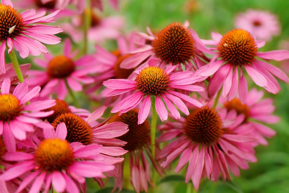 Is echinacea an anti inflammatory?