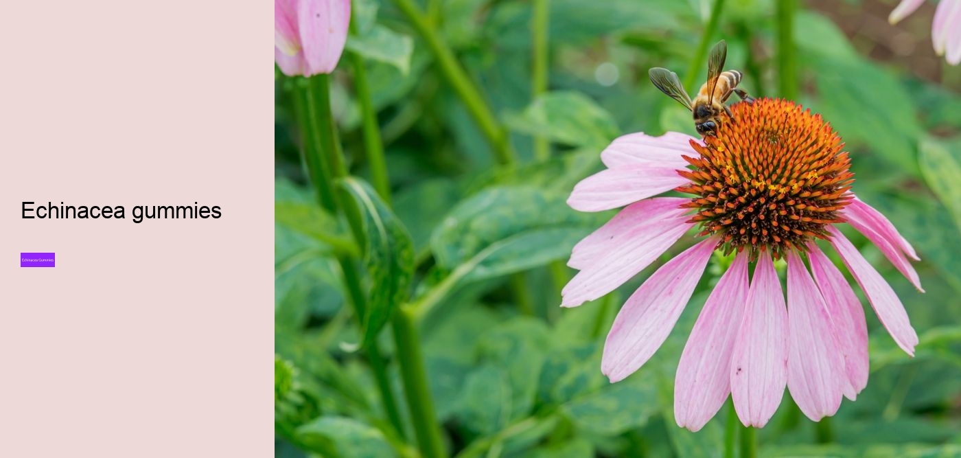 Is echinacea good for your gut?