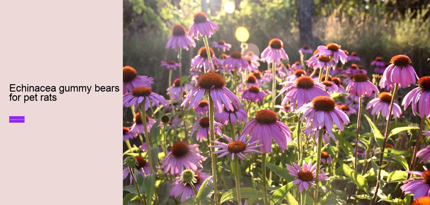 What drugs does echinacea interact with?