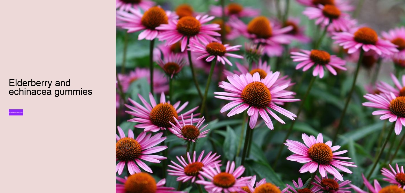 elderberry gummies with echinacea