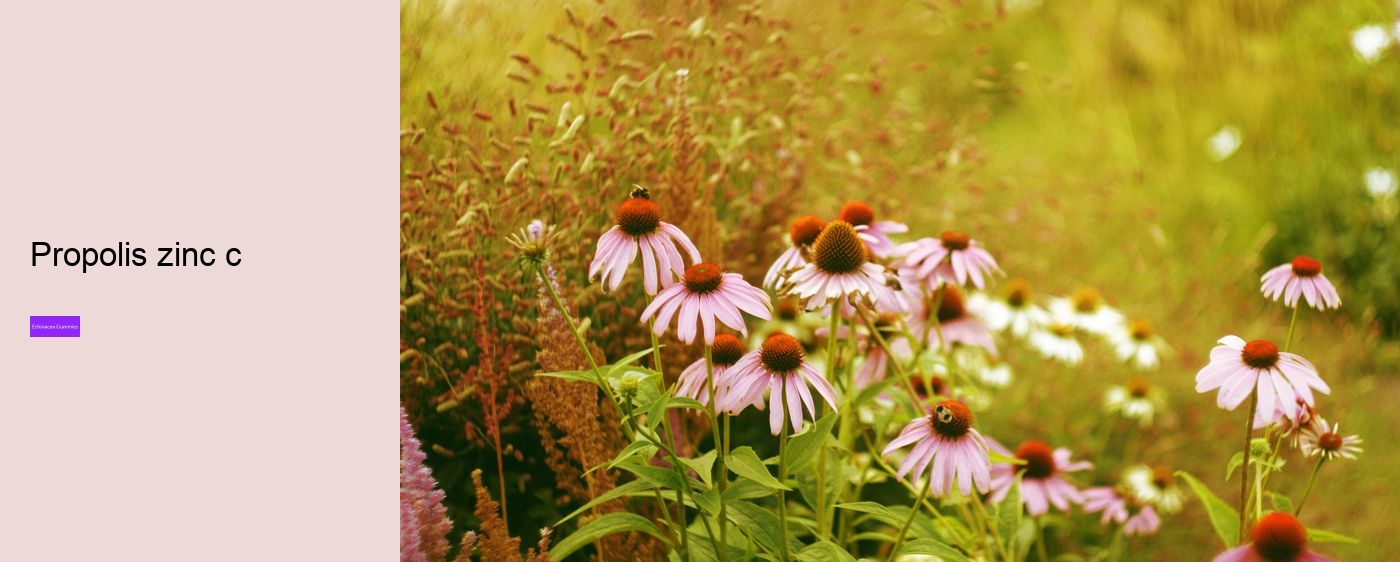 What does echinacea do to the brain?