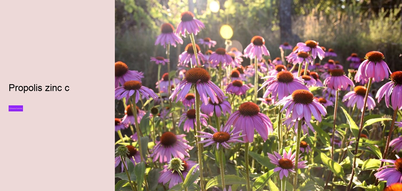 What are the benefits and side effects of echinacea?