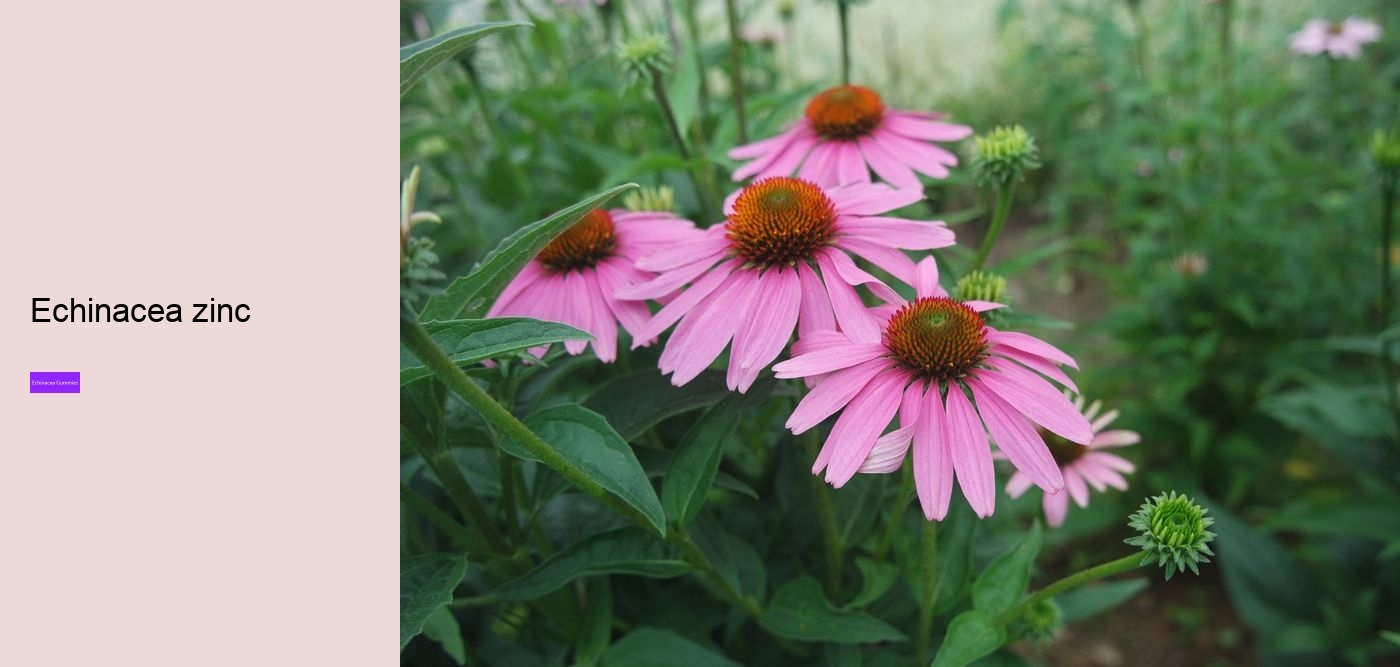 Is echinacea an antibiotic?