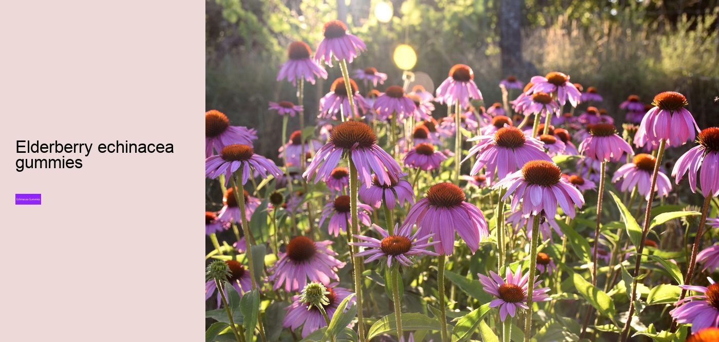 Is it worth taking echinacea?