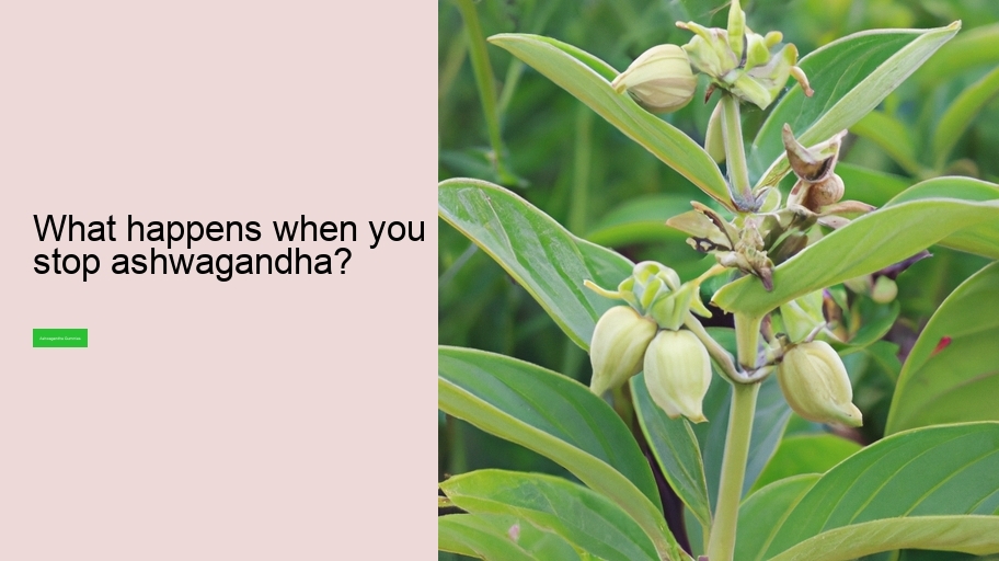 What happens when you stop ashwagandha?