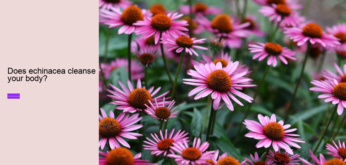 Can you take echinacea and vitamin C at the same time?