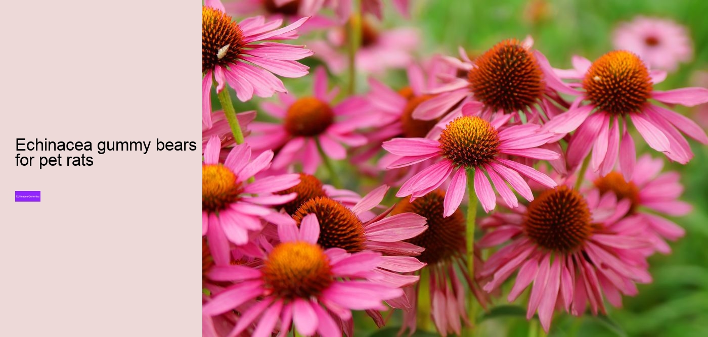 Does echinacea make you sleepy?