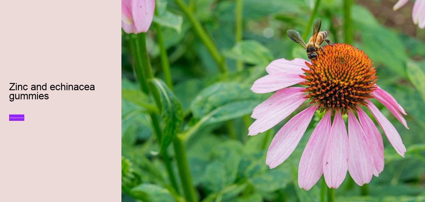 What vitamins are in echinacea?