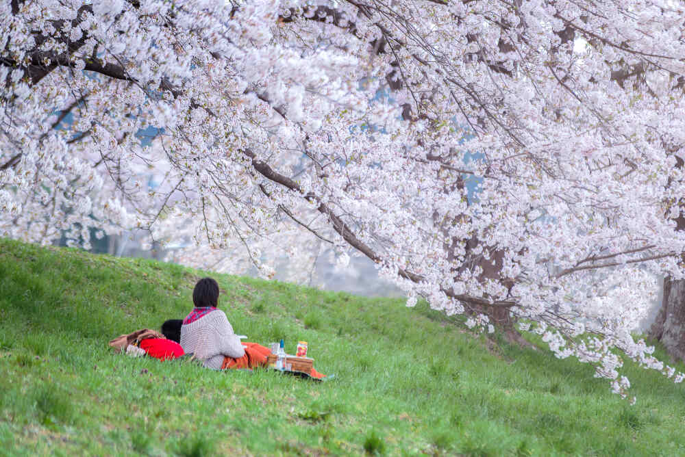 20 เทศกาลสุดอลังฯ ใน 4 ฤดูที่ห้ามพลาดในญี่ปุ่น