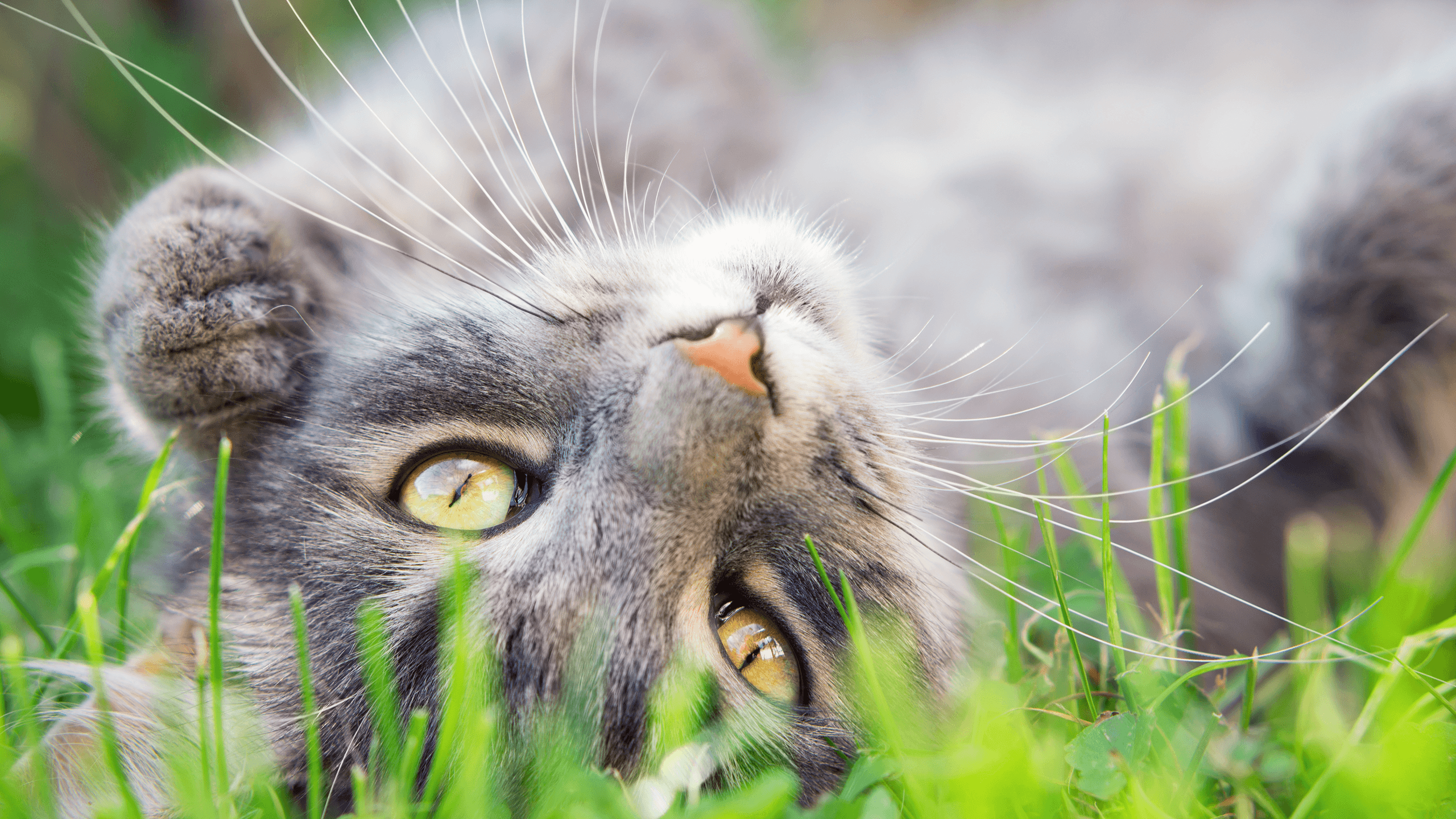 Cat scratch fever