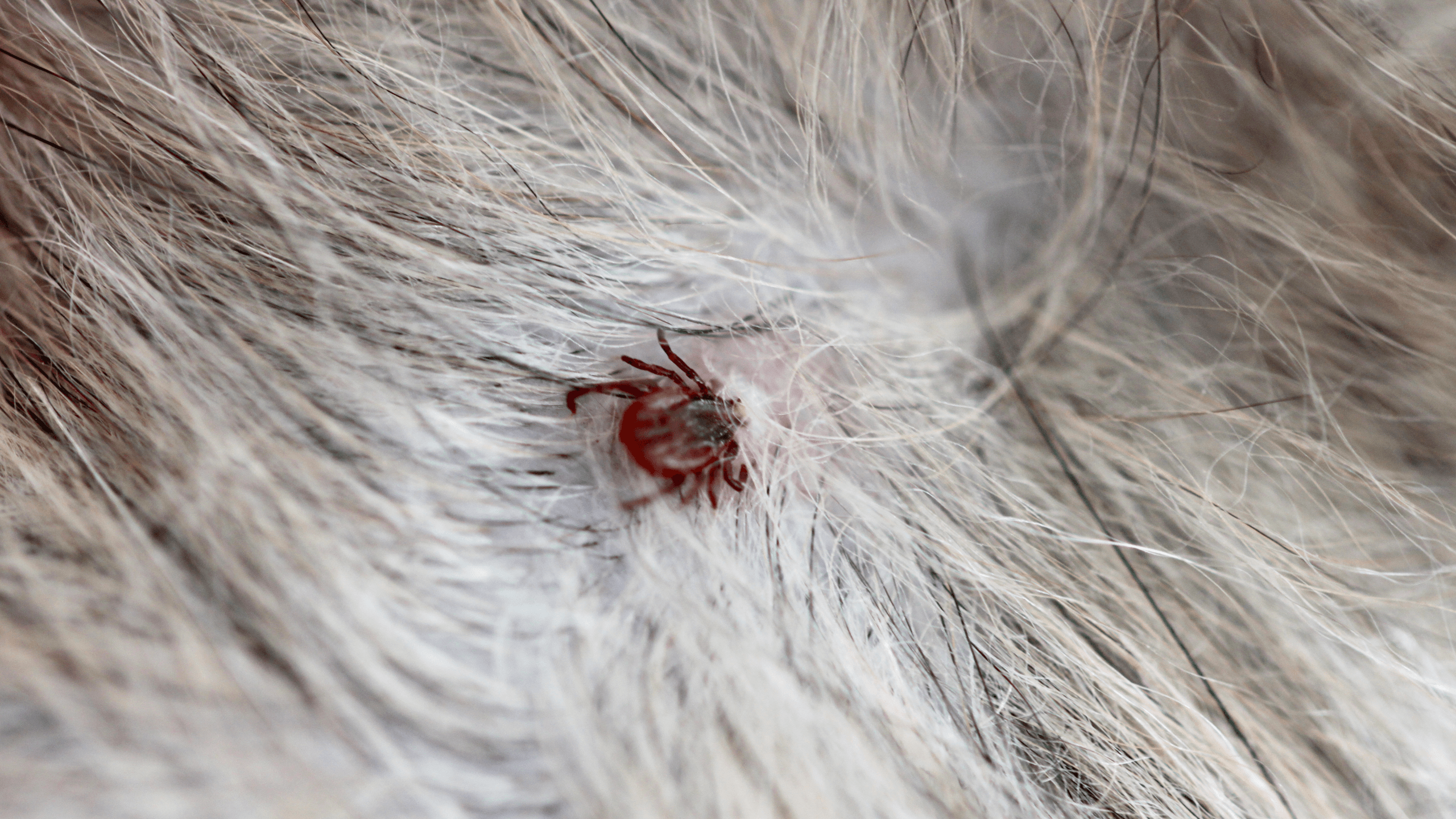 Tick-borne illnesses