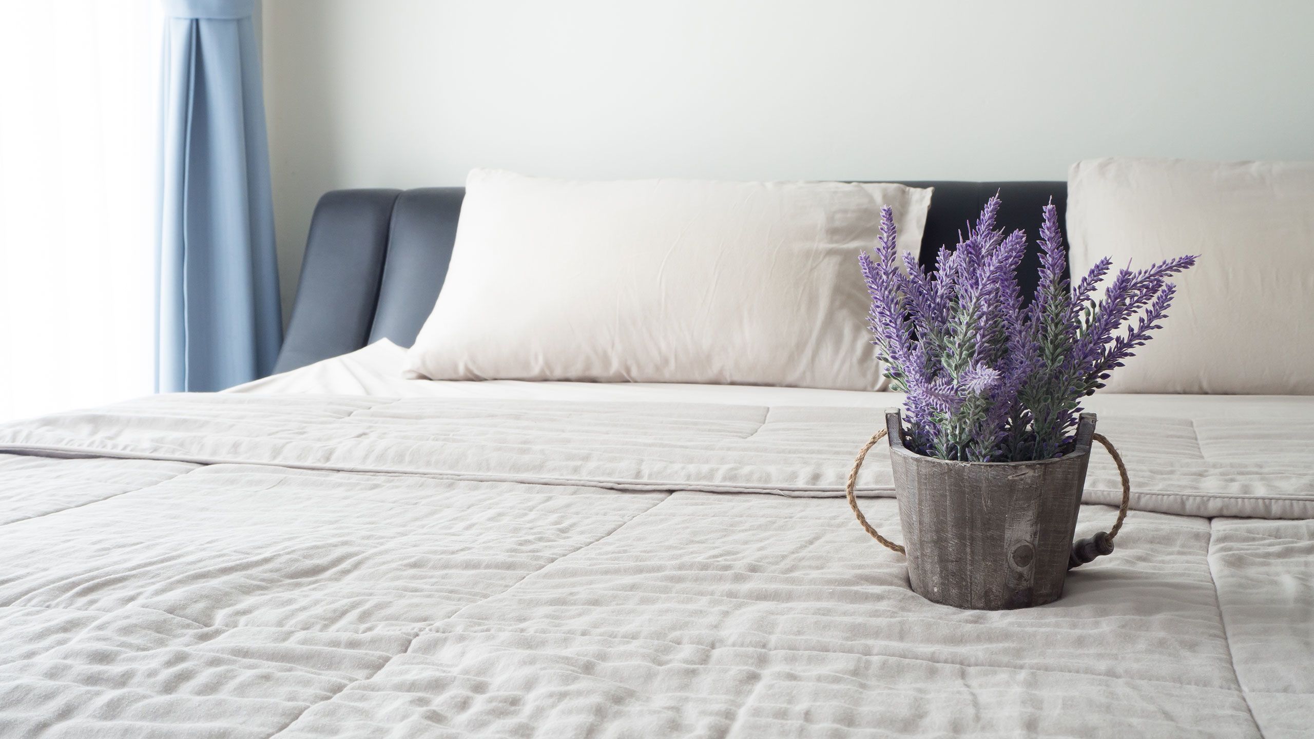I jumped on the lavender herb bandwagon