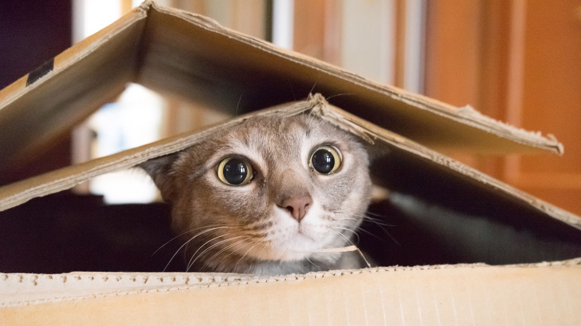 Watch your favorite cat video