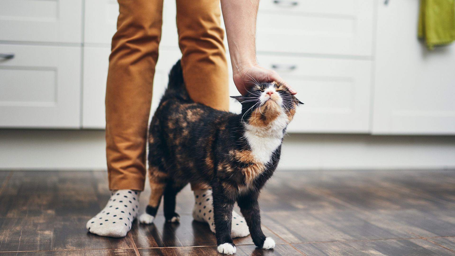 Spend time with a pet