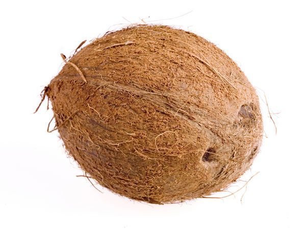 Size at 31 weeks: Coconut