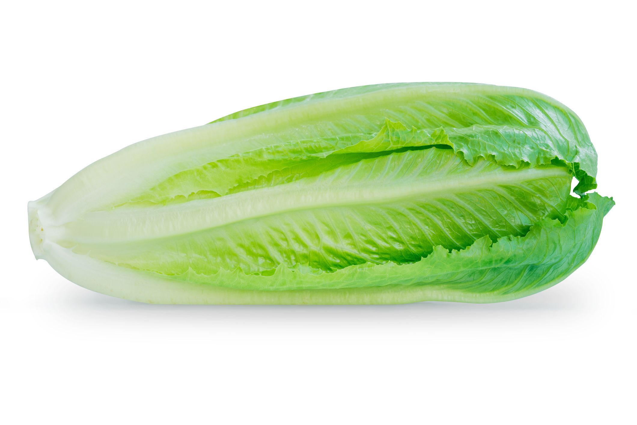 Size at 36 weeks: Romaine lettuce