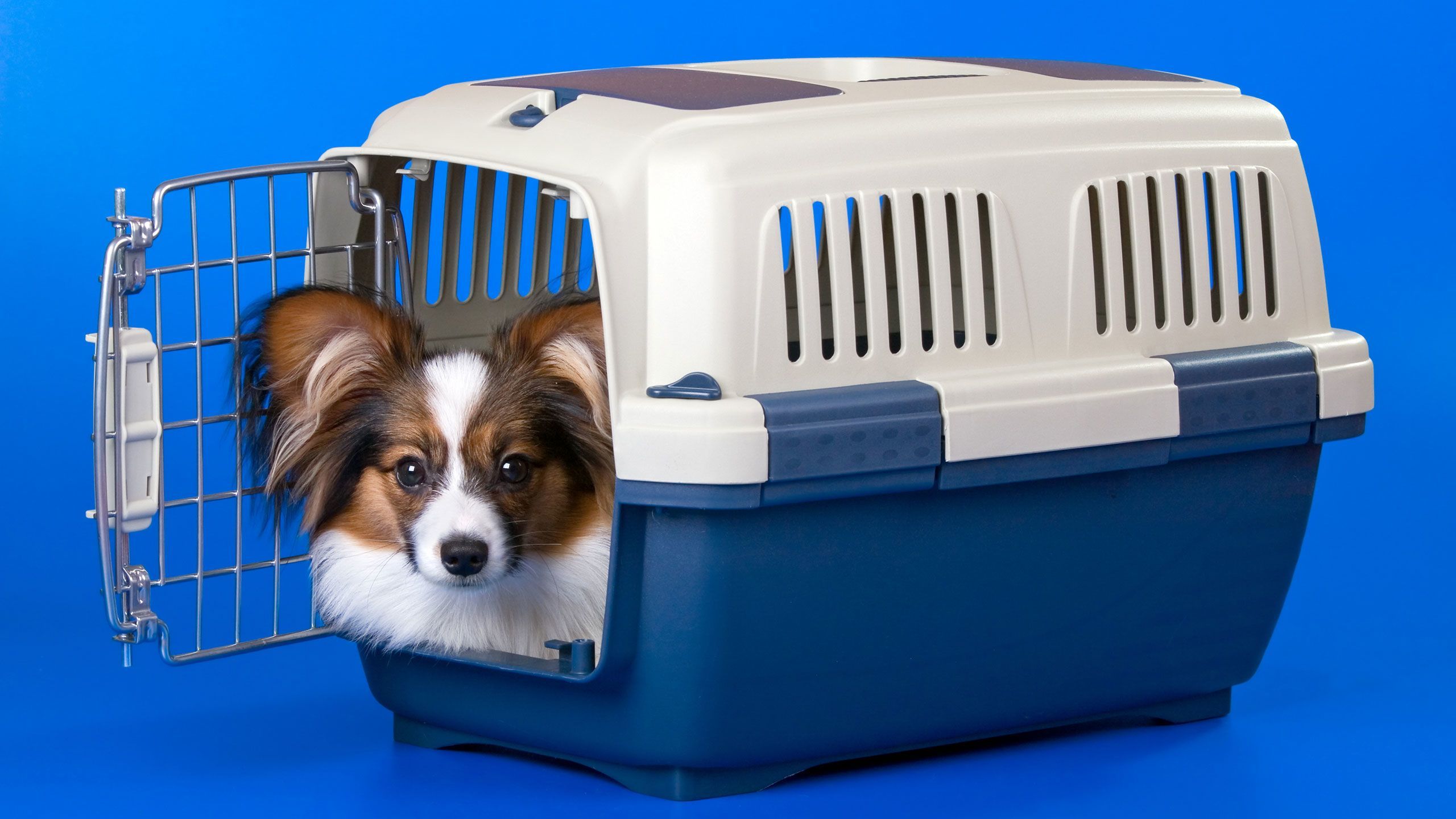 Look for pet-friendly shelters