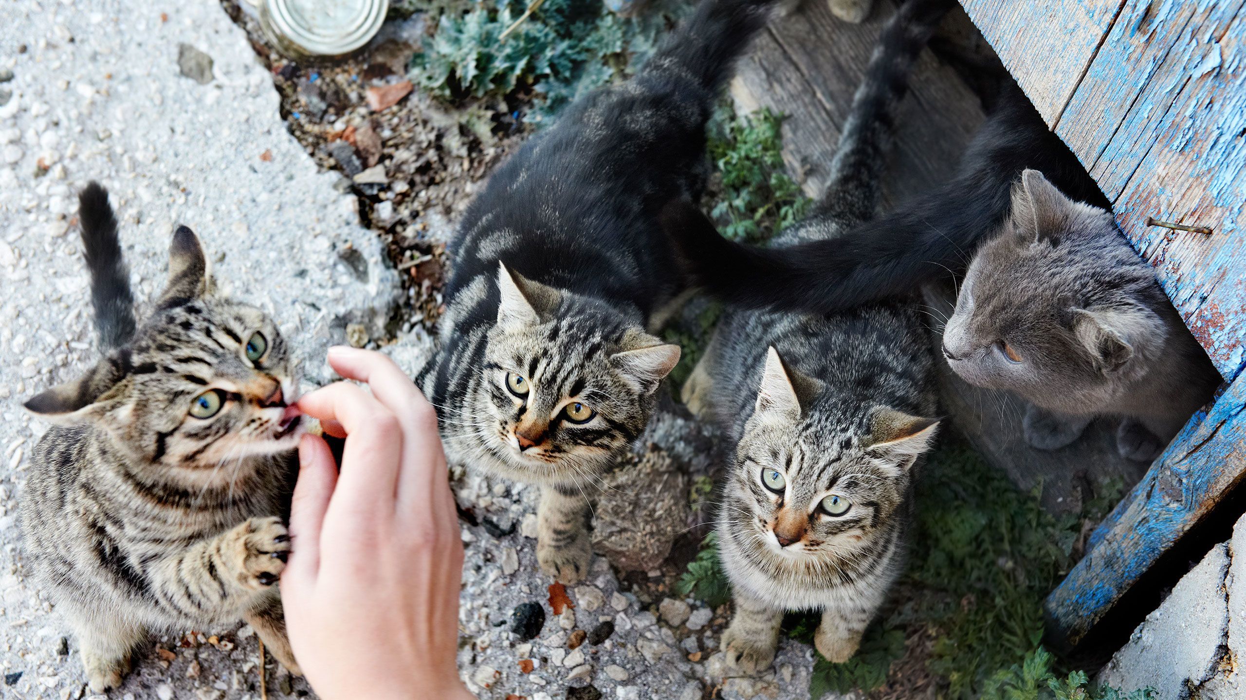 Caring for strays and outdoor pets