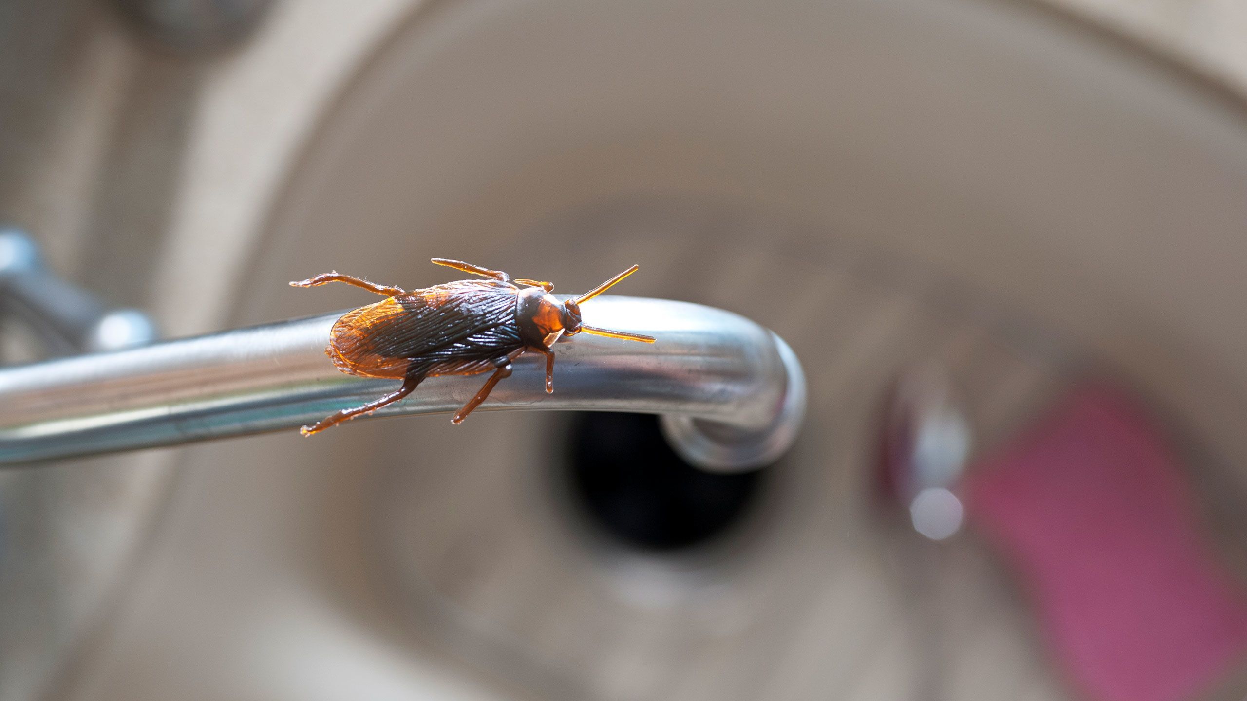 Allergen: Cockroaches and droppings