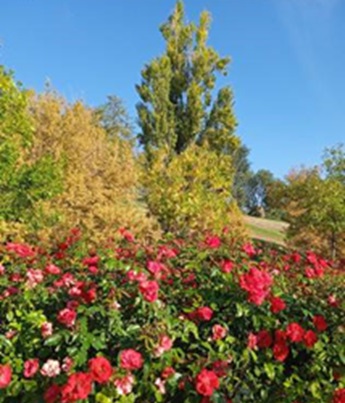 Senda Las leyendas botánicas de Pradolongo