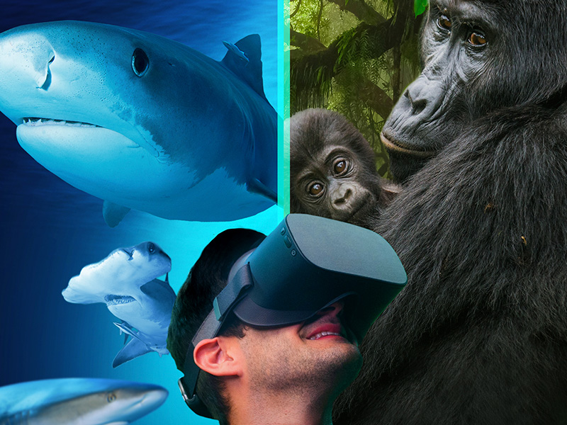 Experiencia Inmersiva