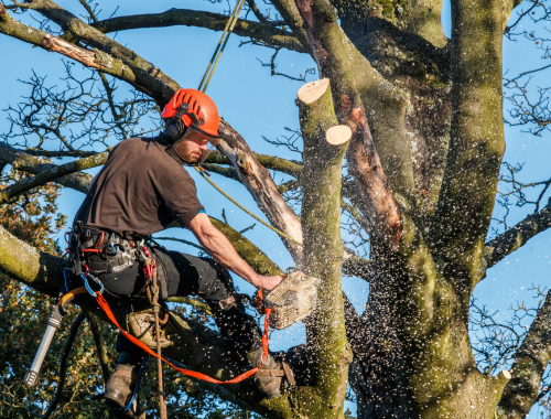 élagage professionnel La Roche-sur-Yon