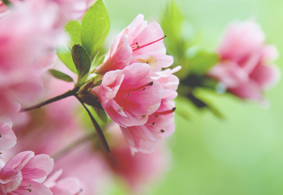 Plantes terre de bruyères