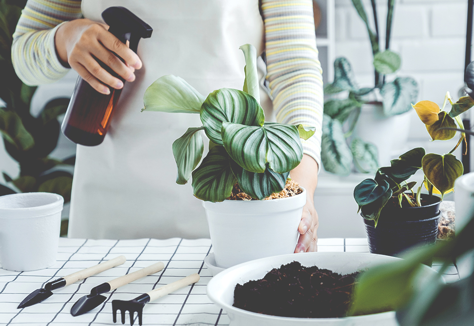 Plantes d’intérieur