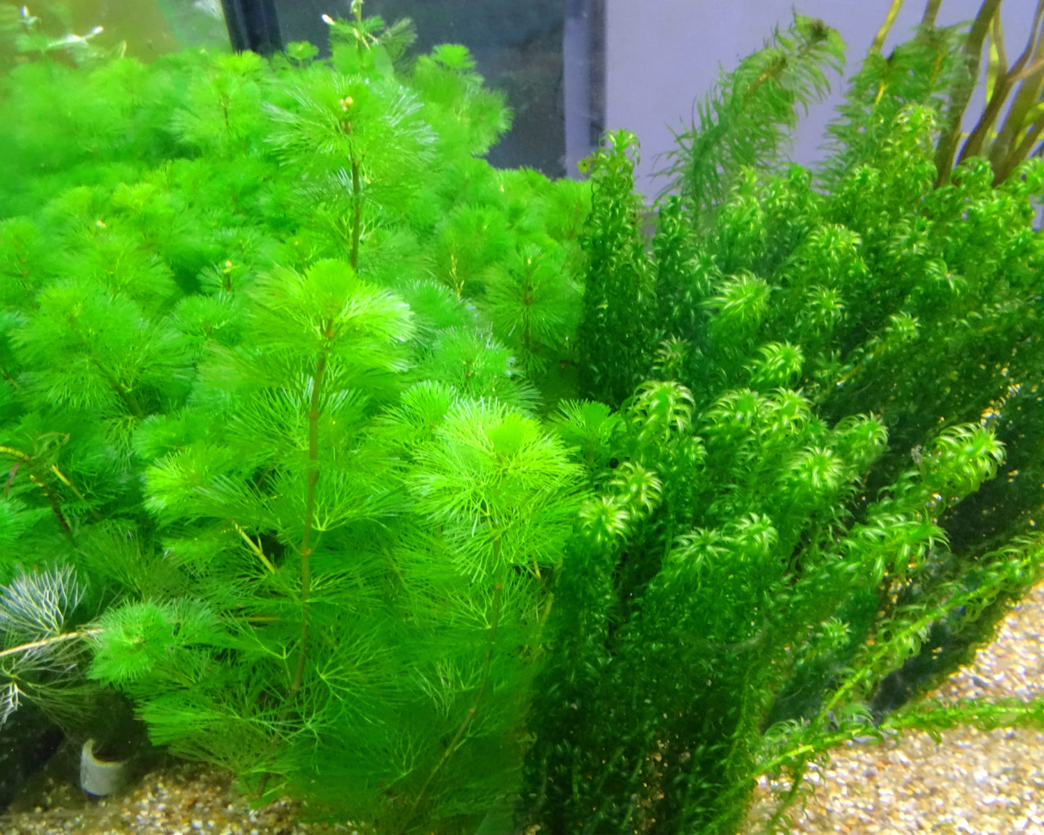 plantes aquarium Lanester