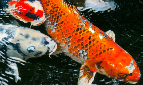 Les poissons eau de mer et invertébrés - Animalerie spécialiste en  aquariophilie en Gironde et Aquitaine - Animalerie Le Lann