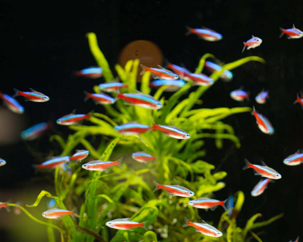 Eau Douce Poissons D Eau Douce Plantes Aquatiques Philanima