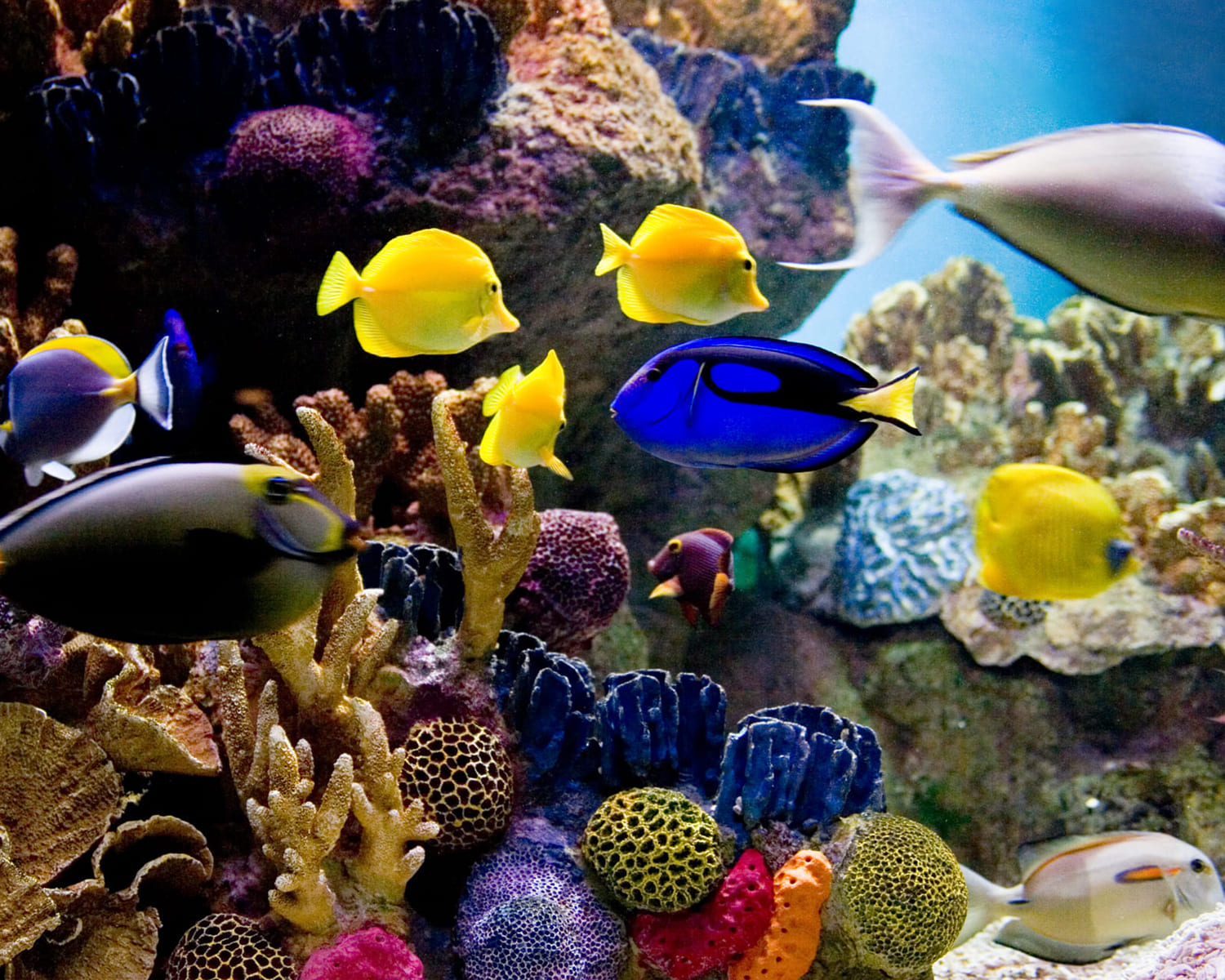 https://storage.googleapis.com/assets-monsite-medias/monsitemoncommerce.com-philanima/2019/10/6926f28b-eau-de-mer-aquarium.jpg