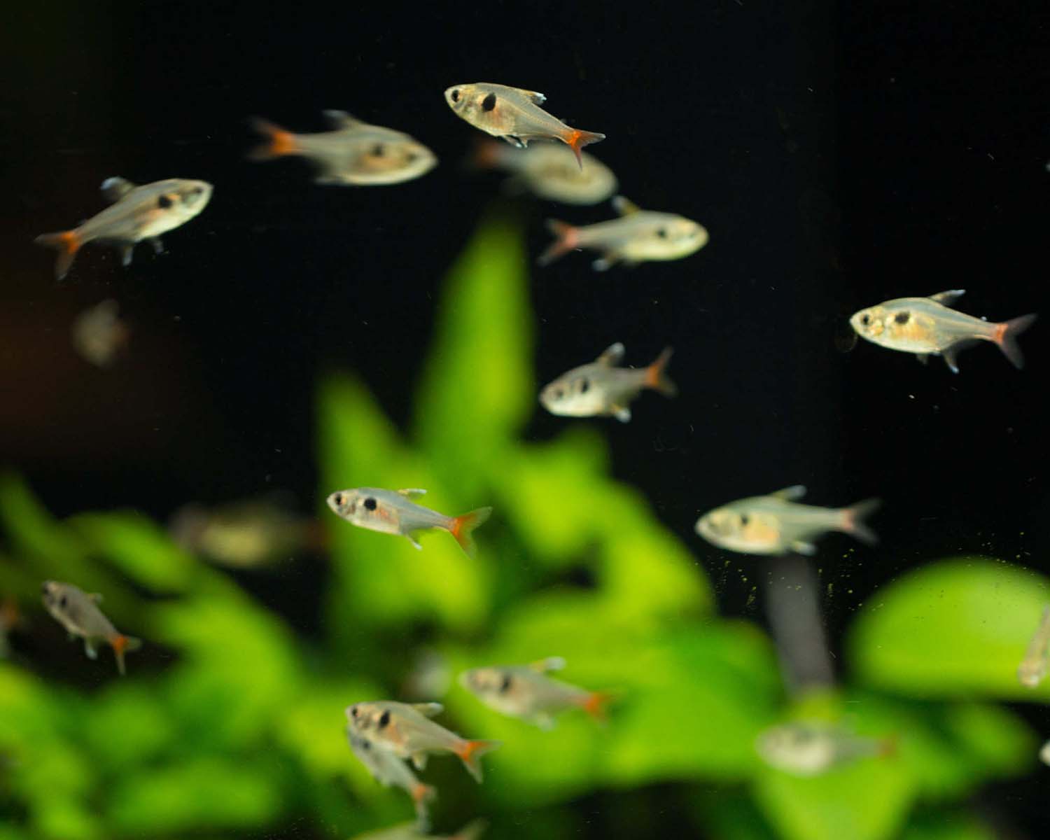 petits poissons eau douce Lanester