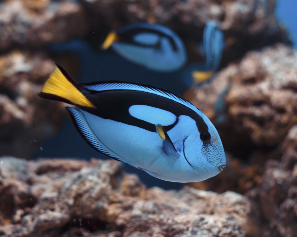 Poisson d'eau de mer bleu Lanester