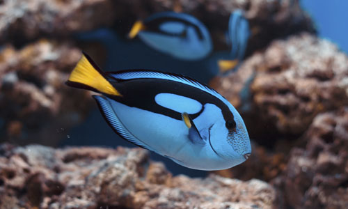 Les poissons eau de mer et invertébrés - Animalerie spécialiste en  aquariophilie en Gironde et Aquitaine - Animalerie Le Lann