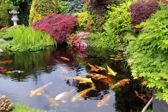 Bassin de jardin, bassin extérieur, poissons d'eau froide - Philanima