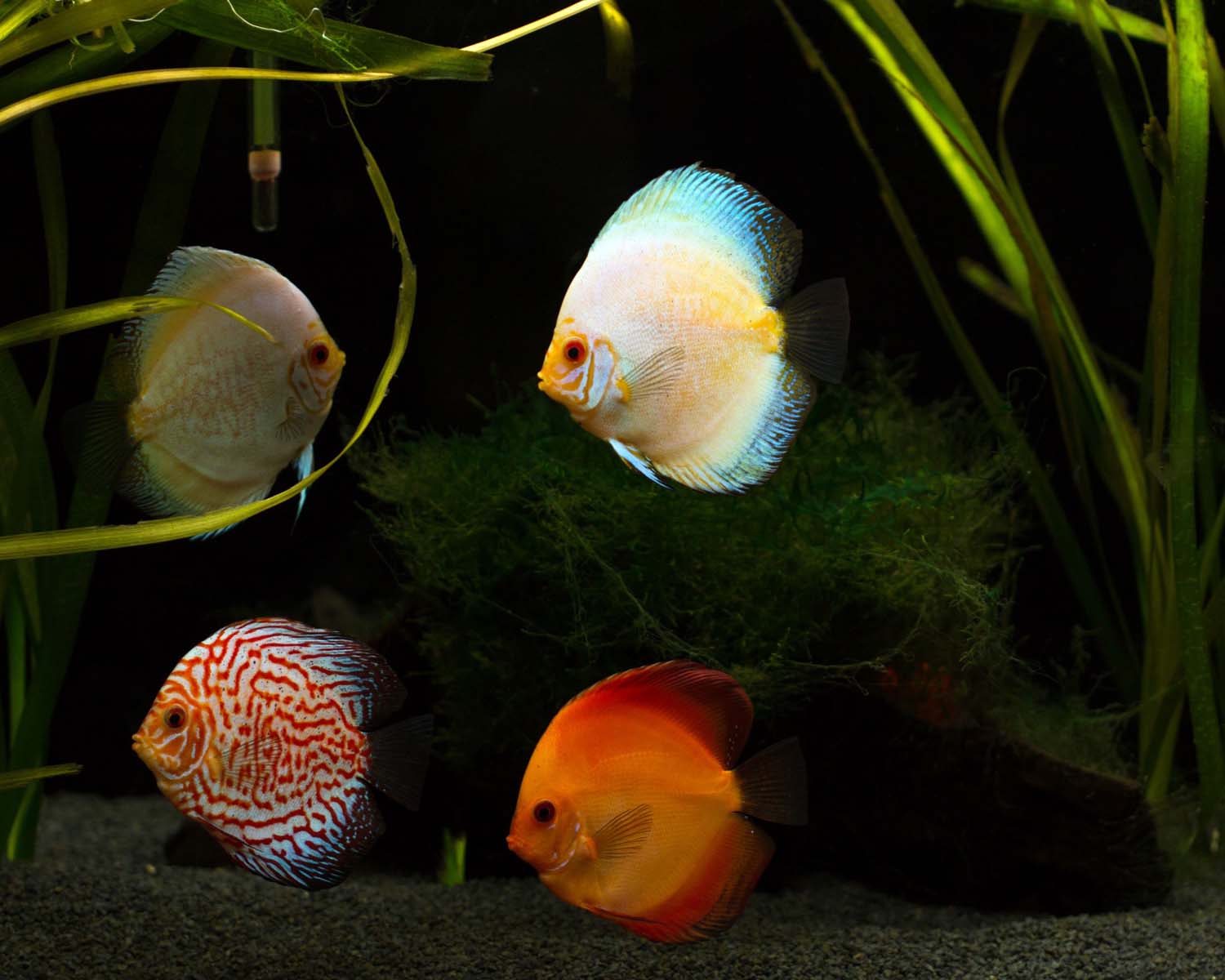 poissons multicolores Lanester