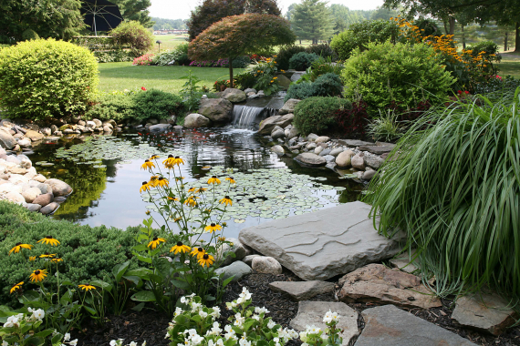 Le Bassin de jardin - Poissons rouges