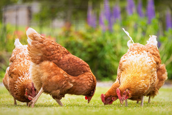 Poules rousses Lanester