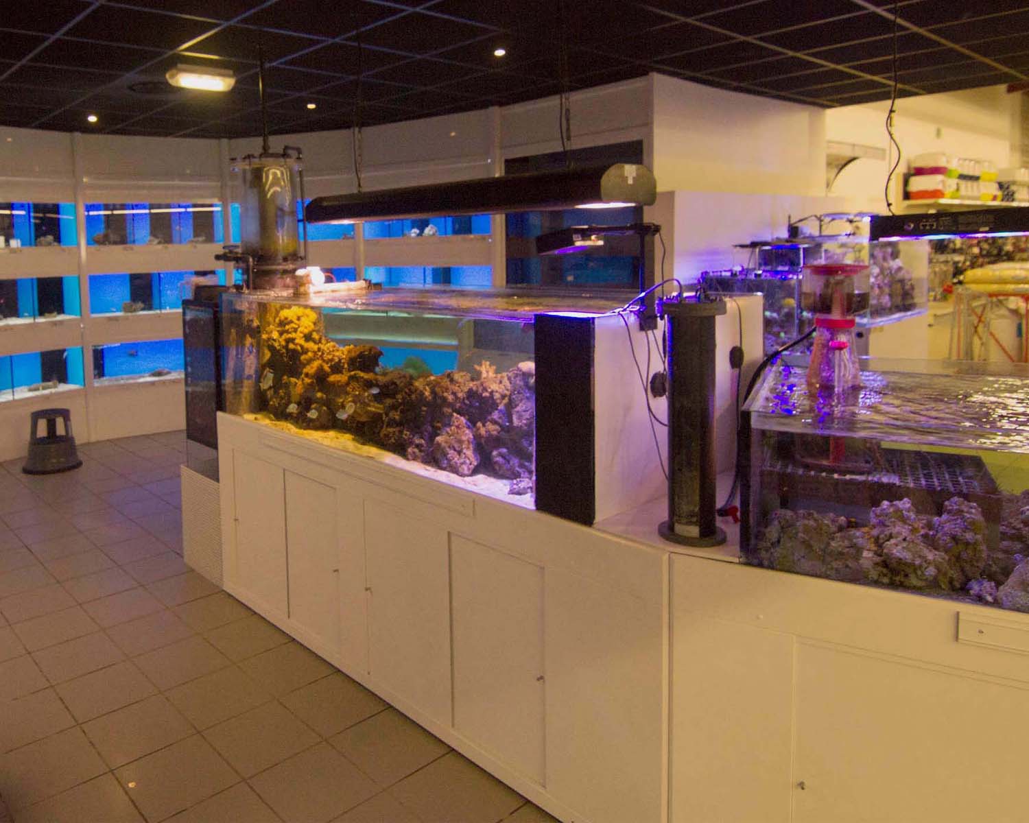 Philanima aquariums marins Lanester