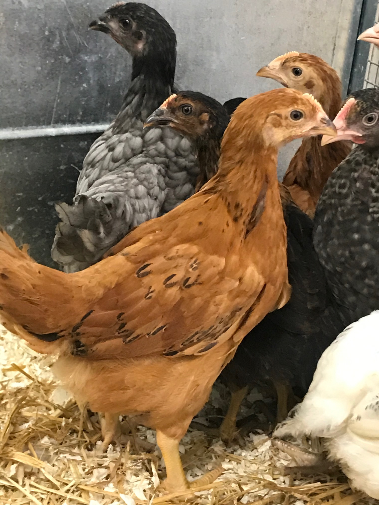 Poules pondeuses Lanester