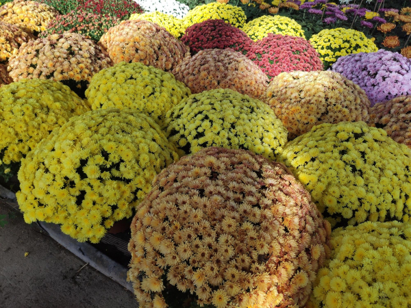 Chrysanthème multi fleurs