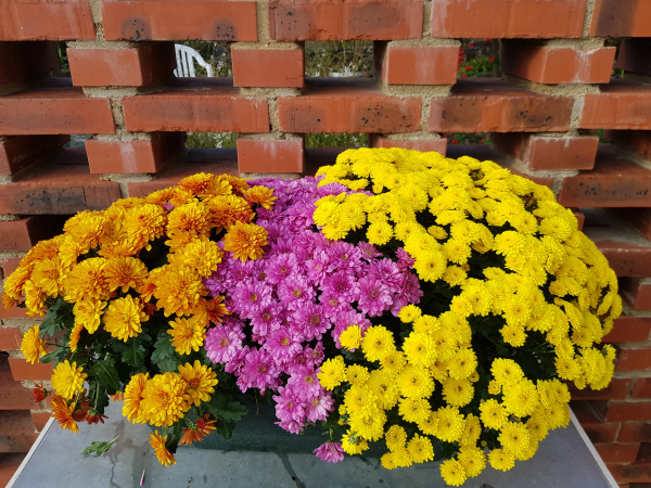 Chrysanthème multicolore en jardinière