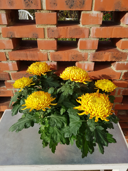 chrysanthème 7 têtes