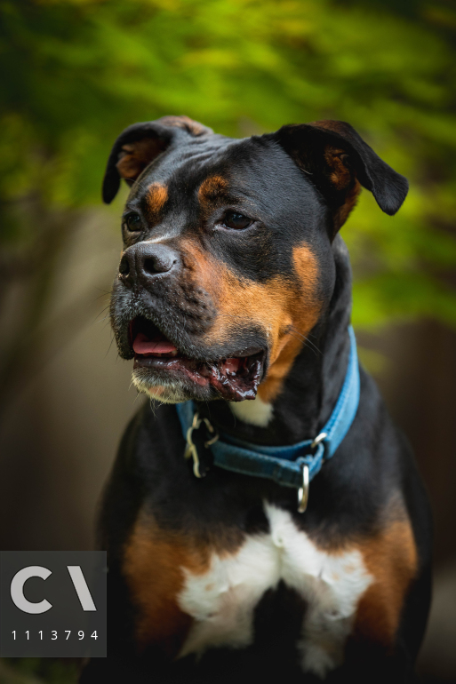 Black Boxer Mix Dog