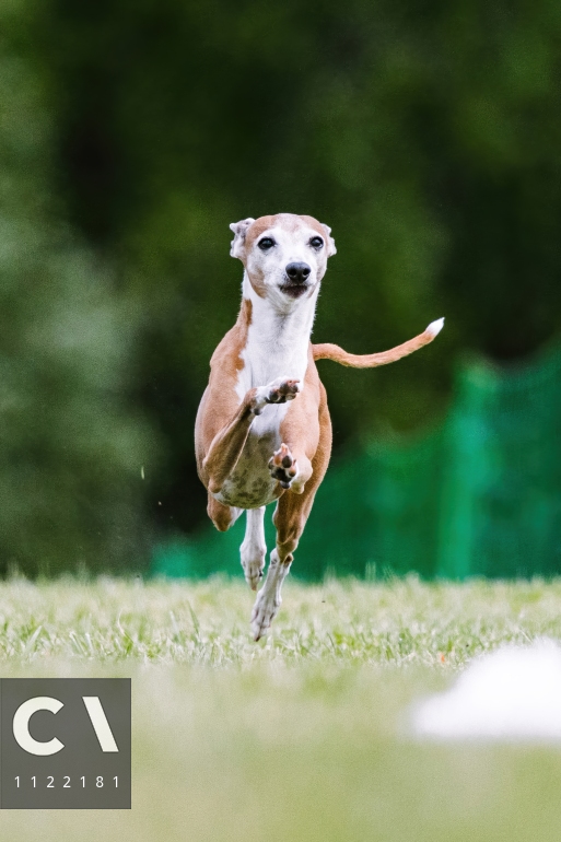 Italian Greyhound Running Around