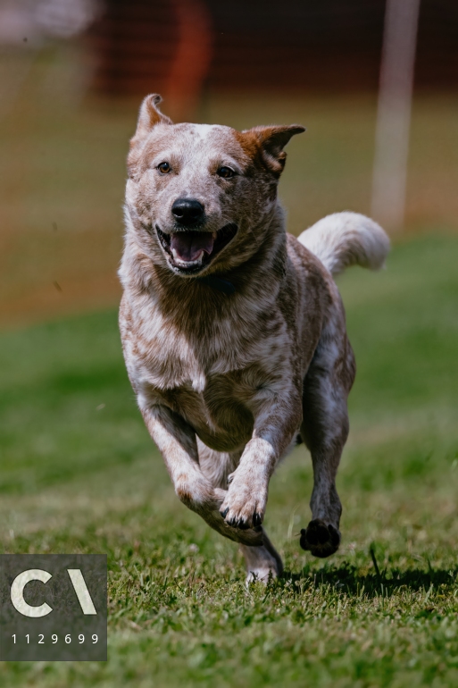 Australian Cattle Dog Sport