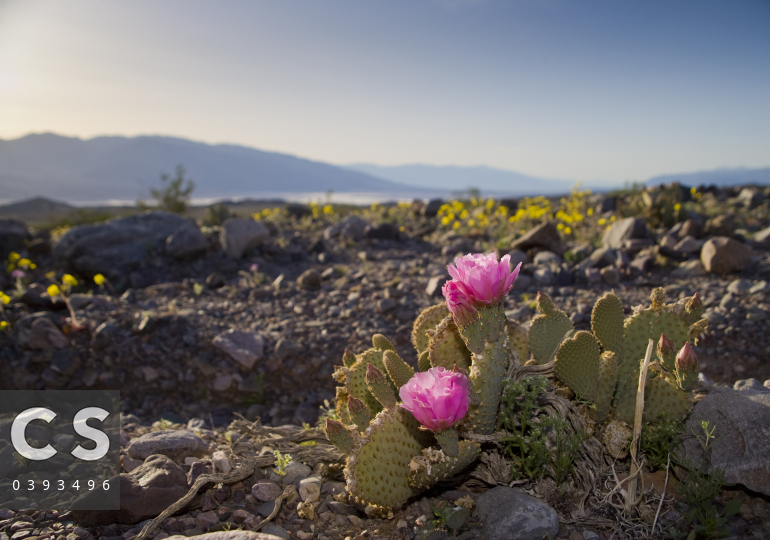 peyote cactus buy Clustering Peyote Cactus – Sacred Buttons main image 0