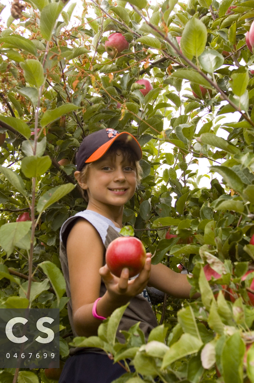 Apple Picking at Stuart's Fruit Farm 4